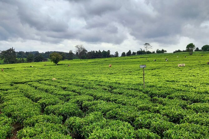 Riara tea farm tour with lunch and tea tasting from Nairobi - Tea tasting ceremony: why it lands better after you tour