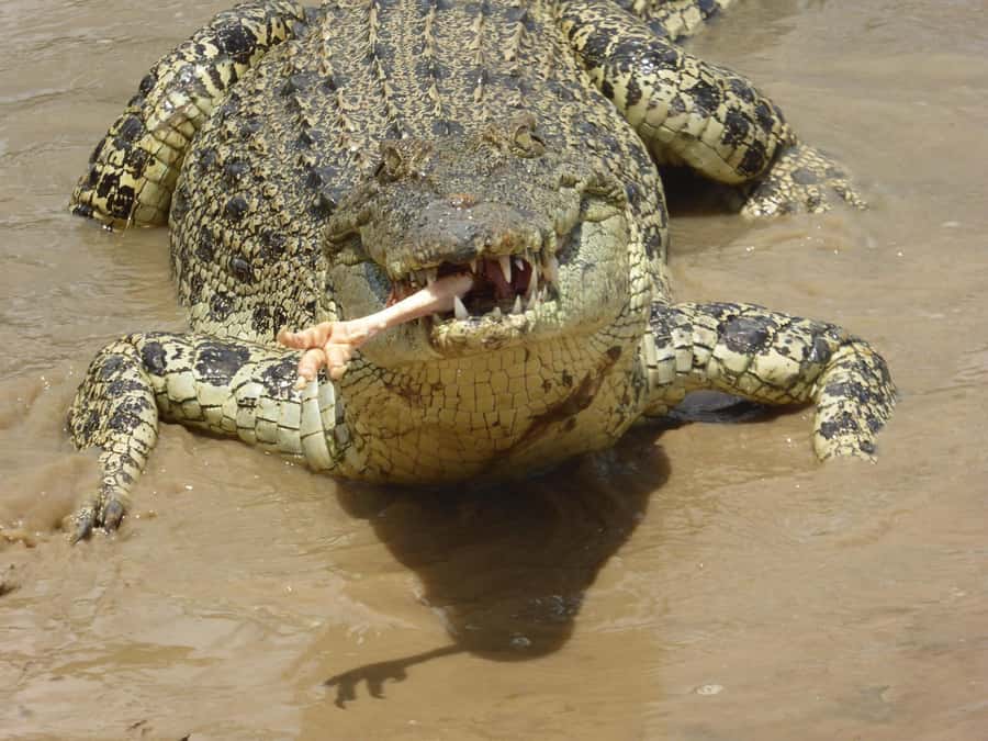 Rockhampton: Koorana Crocodile Farm Guided Tour - Key Things That Make This Tour Worth Your Time