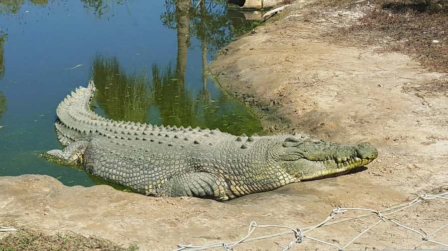 Rockhampton: Koorana Crocodile Farm Guided Tour - Queensland Crocodile Science, Up Close