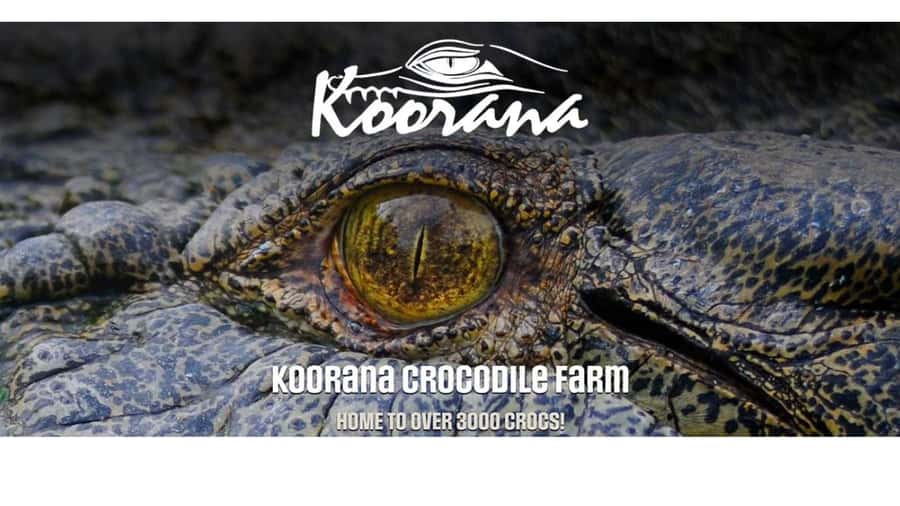 Rockhampton: Koorana Crocodile Farm Guided Tour - The 90-Minute Guided Flow: Talk, Video, Farm Walk
