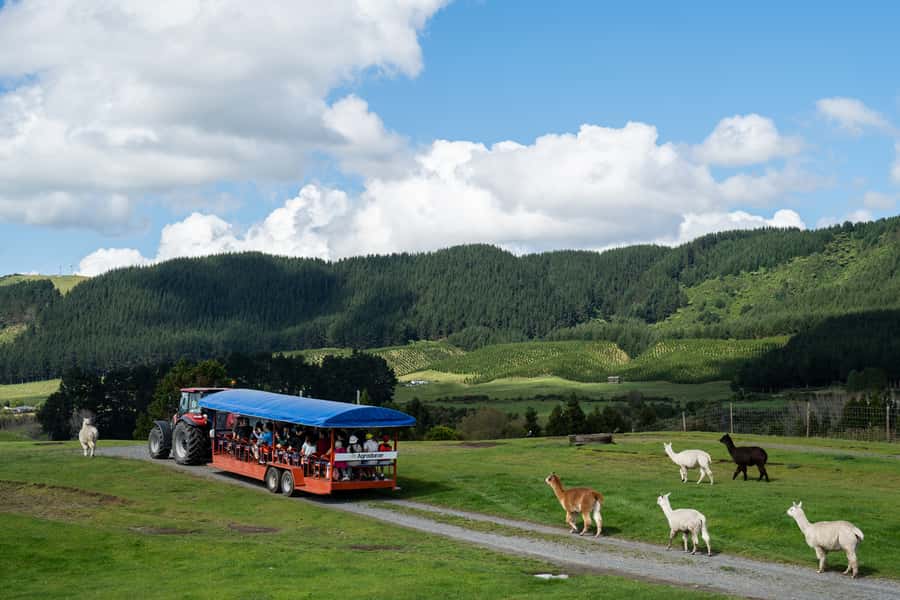 Rotorua: Authentic Kiwi Farm Experience at the Agrodome - Rotorua’s Agrodome: A Working Farm Feel Without the Guesswork