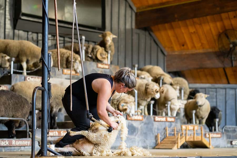 Rotorua: Authentic Kiwi Farm Experience at the Agrodome - The 1-Hour All-Terrain Farm Tour: How the Trailer Ride Works