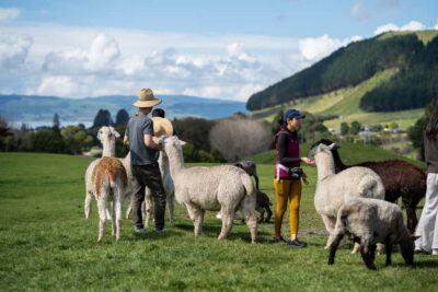 Rotorua: Authentic Kiwi Farm Experience at the Agrodome - The 1-Hour Farm Show: Sheep Shearing, Sheepdogs, and Audience Action