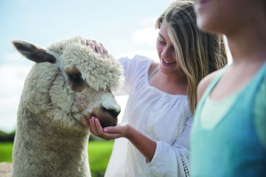 Rotorua: Authentic Kiwi Farm Experience at the Agrodome - Taste Stops: Honey and Kiwifruit Juice on a Real Farm