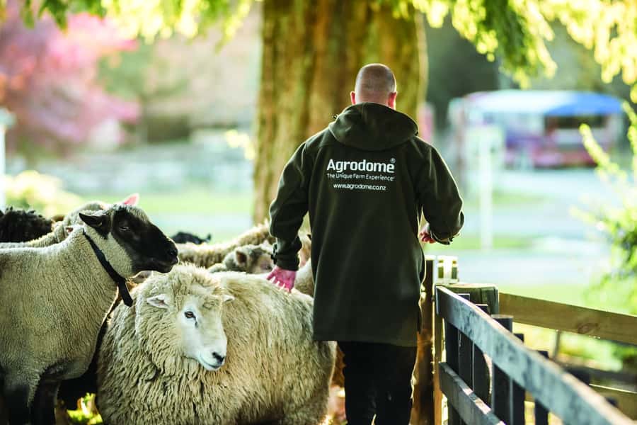 Rotorua: Authentic Kiwi Farm Experience at the Agrodome - Best Time to Go (and What to Wear in Rotorua Weather)