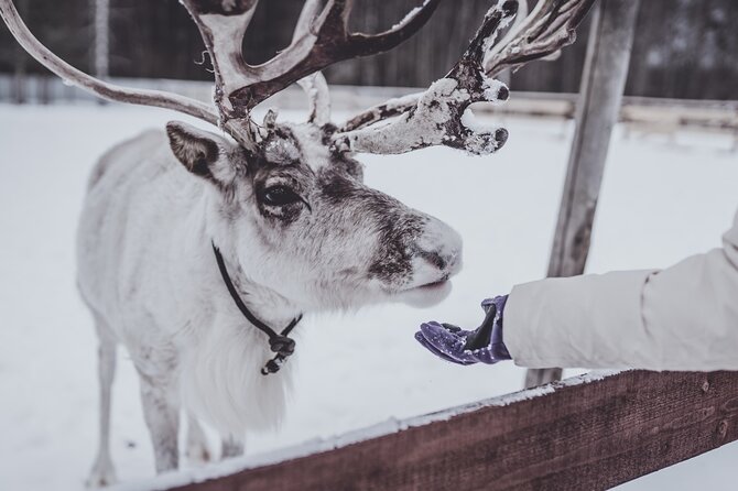 Rovaniemi: Authentic Lapland Reindeer Farm Visit & Sled Ride - Key things to know before you go