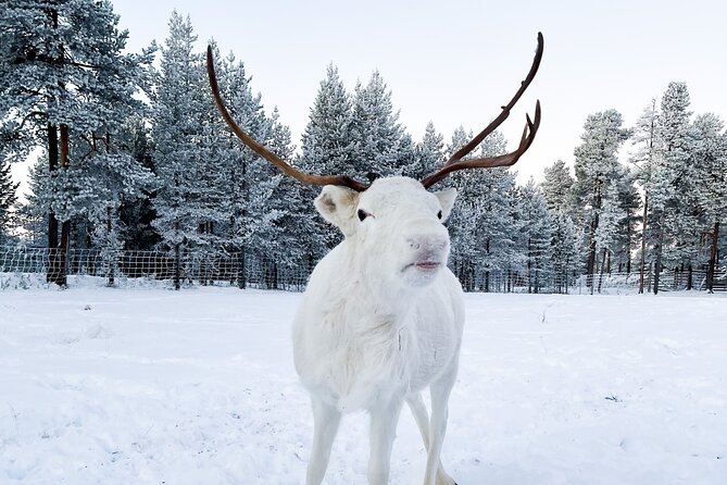 Rovaniemi: Authentic Lapland Reindeer Farm Visit & Sled Ride - The 3-hour flow: what to expect from start to finish