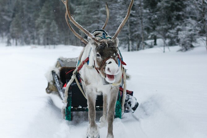Rovaniemi: Authentic Lapland Reindeer Farm Visit & Sled Ride - When lines and cold are the real challenge