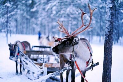 Rovaniemi: Authentic Lapland Reindeer Farm Visit & Sled Ride - Getting up close with the reindeer (and what you’ll learn)