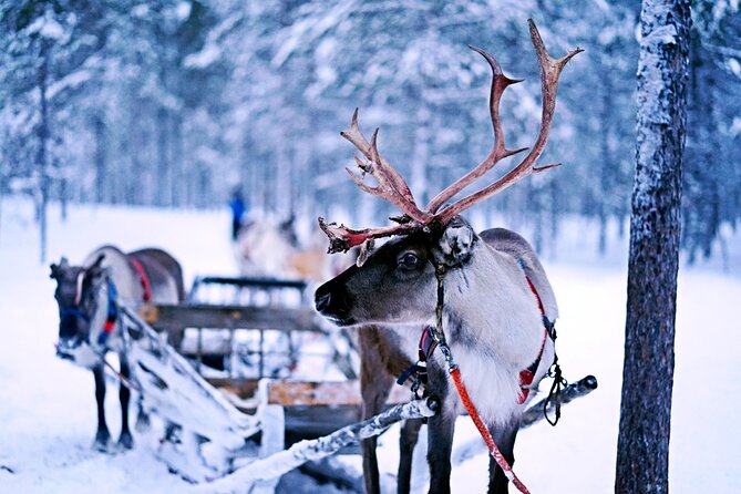 Rovaniemi: Authentic Lapland Reindeer Farm Visit & Sled Ride - Getting up close with the reindeer (and what you’ll learn)