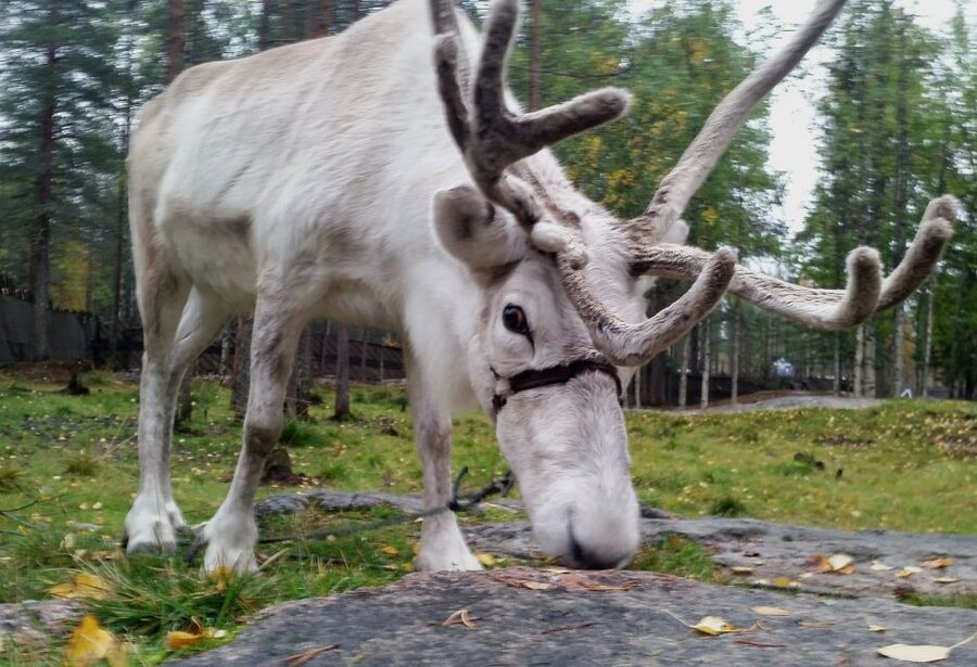 Rovaniemi: Authentic Reindeer Farm & Canoeing - Key Highlights Worth Your Time