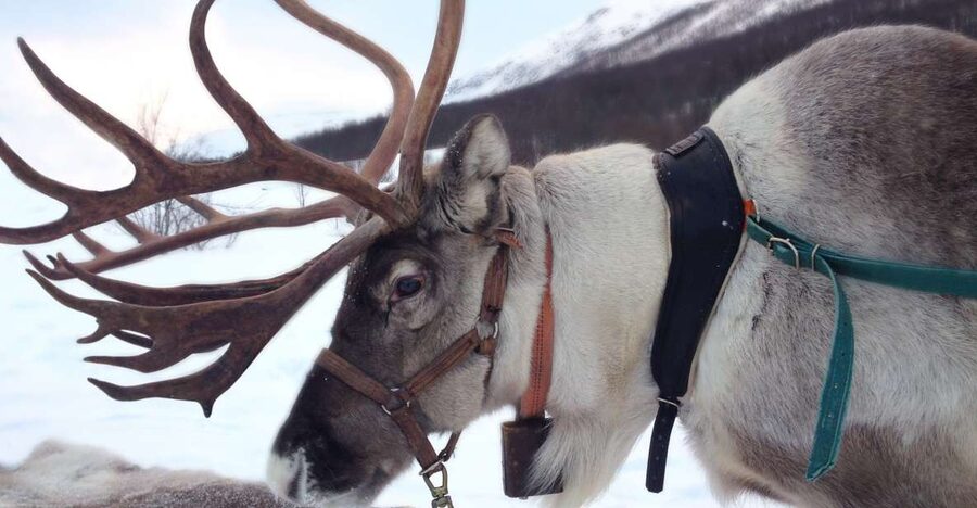 Rovaniemi: Authentic Reindeer Farm Visit & Short Sleigh Ride - Hotel pickup to the oldest reindeer farm in Rovaniemi