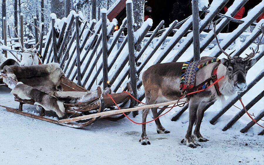 Rovaniemi: Authentic Reindeer Farm Visit & Short Sleigh Ride - The kota fire stop: berry juice, cookies, and real Q&A