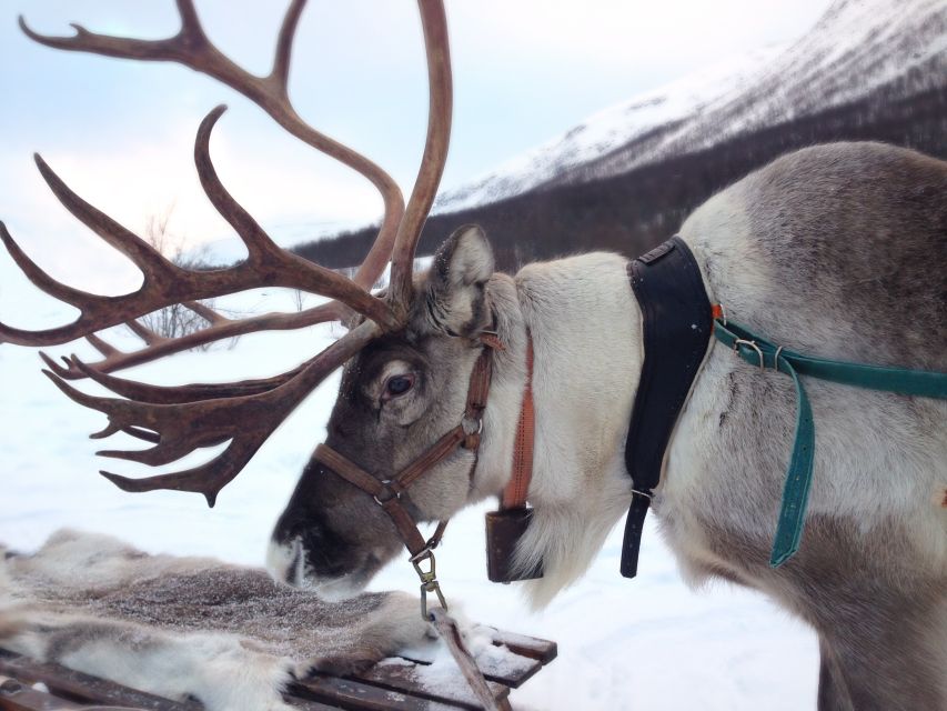 Rovaniemi: Authentic Reindeer Farm Visit & Short Sleigh Ride - Reindeer feeding: the part that really sticks