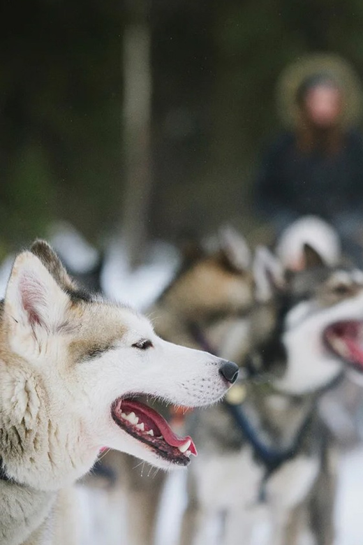 Rovaniemi: Family Friendly Husky Ride and Farm Visit - Key Things That Make This Husky Ride Worth Your Time