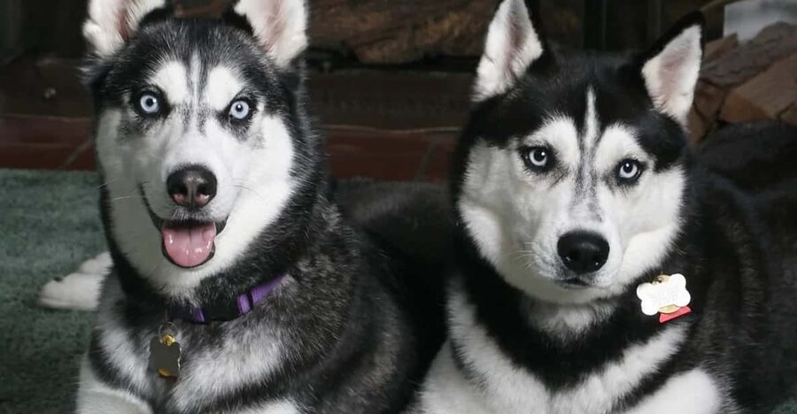 Rovaniemi: Family Friendly Husky Ride and Farm Visit - First Stop: Husky Farm Welcome and the Real Meaning of Warm-Up Time