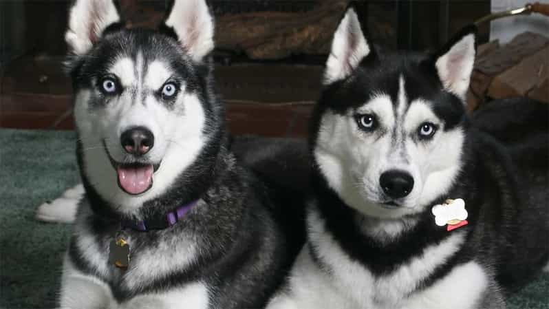 Rovaniemi: Family Friendly Husky Ride and Farm Visit - The Sled Ride Through Snow: Why 5 Minutes Can Still Be a Lot