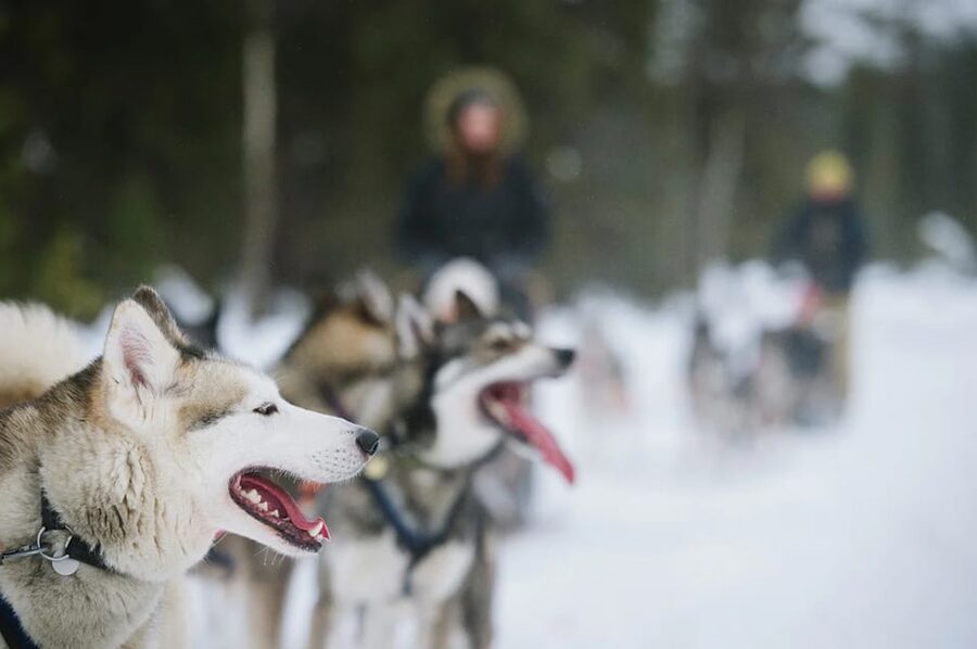 Rovaniemi: Family Friendly Husky Ride and Farm Visit - Cuddles and Photos After: How to Get the Close-Up Moment You Came For