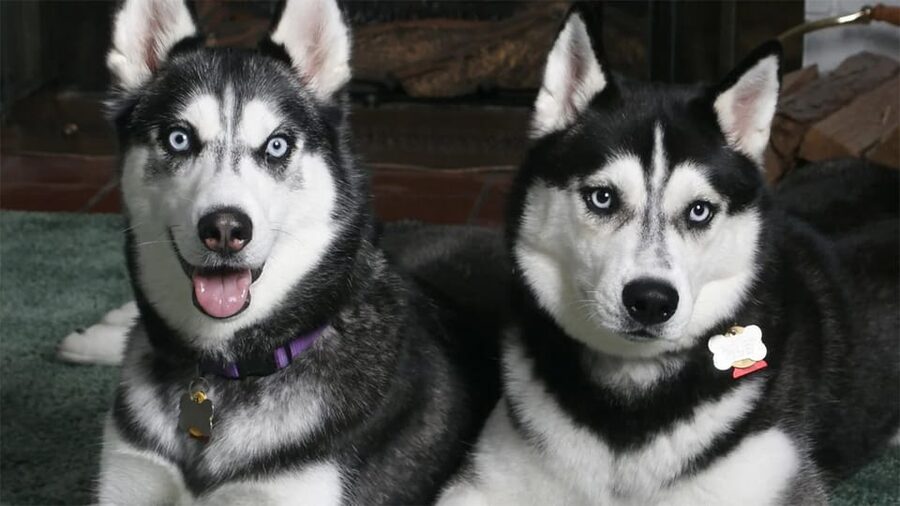 Rovaniemi: Family Friendly Husky Ride and Farm Visit - Should You Book This Rovaniemi Husky Experience?
