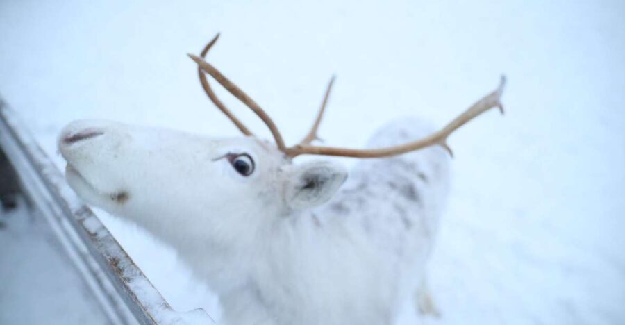 Rovaniemi: Husky and reindeer farm visit with sleigh rides - Key Points to Know Before You Go