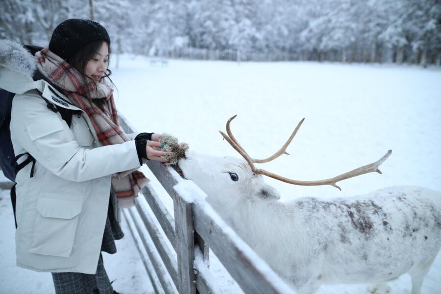 Rovaniemi: Husky and reindeer farm visit with sleigh rides - Entering Lapland: Pickup, Warm-Up, and What the 4 Hours Really Means