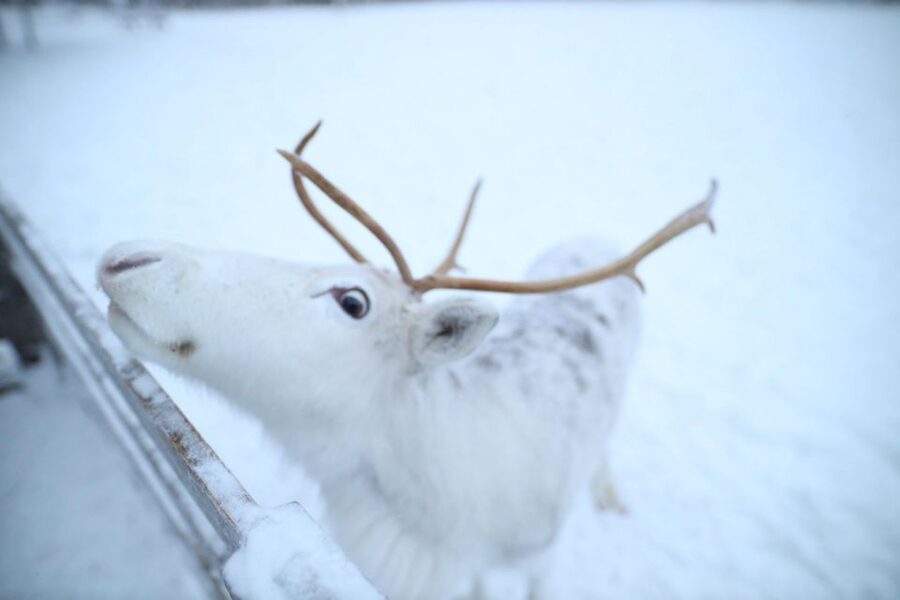 Rovaniemi: Husky and reindeer farm visit with sleigh rides - Seasonal Reality Check: Before Dec 1 vs After Dec 1