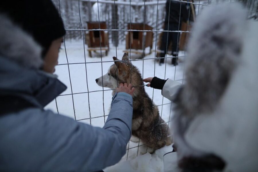 Rovaniemi: Husky and reindeer farm visit with sleigh rides - What’s Included (and What’s Not): A Quick, Practical Checklist