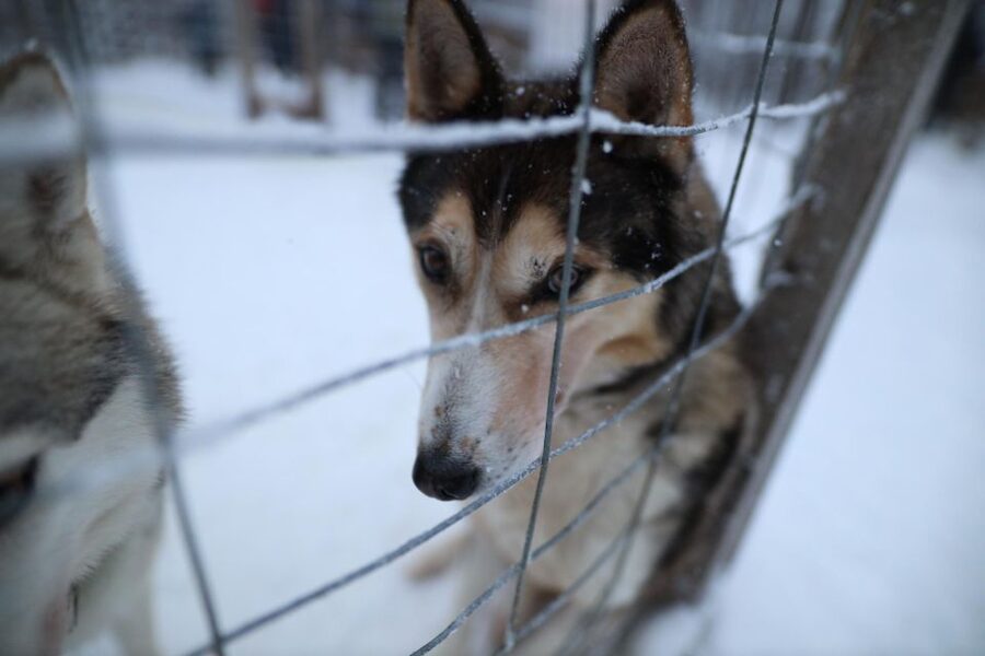 Rovaniemi: Husky and reindeer farm visit with sleigh rides - Guides Make It Better: Why English Guidance Matters Here