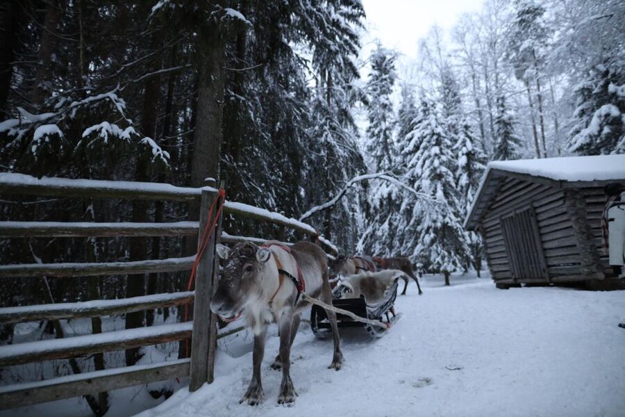 Rovaniemi: Husky and reindeer farm visit with sleigh rides - Is It Worth $212? Value in Husky + Reindeer Country