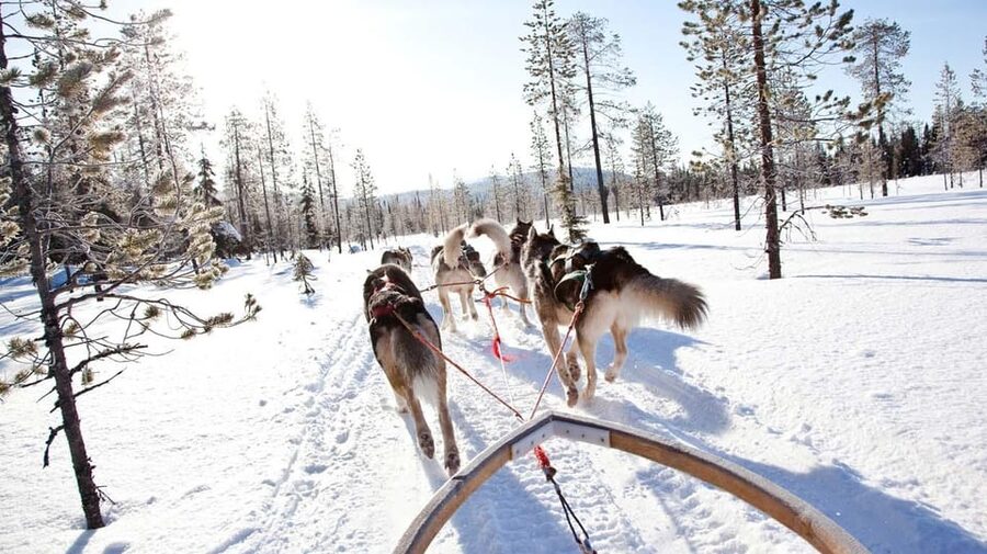 Rovaniemi: Husky and Reindeer farm with sleigh ride - The wooden reindeer sled ride: what it feels like in the Arctic