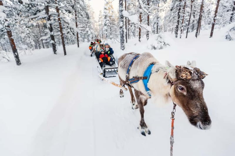 Rovaniemi: Husky Farm and Reindeer Experience - Key things to know before you go