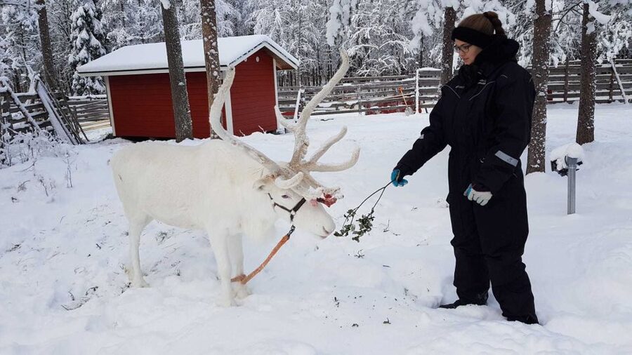 Rovaniemi: Husky Farm and Reindeer Experience - Santa Claus Village free time plus salmon soup lunch