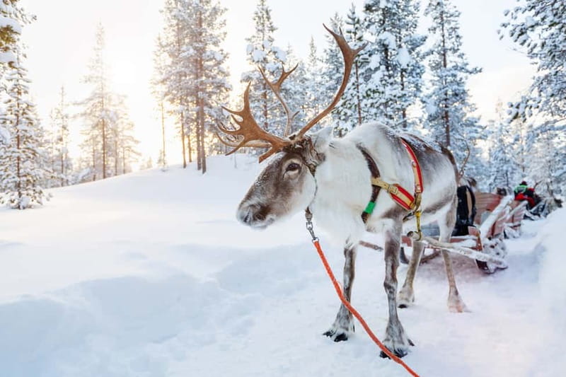 Rovaniemi: Husky Farm and Reindeer Experience - Winter clothing and staying comfortable in Arctic cold