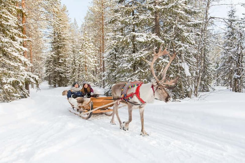 Rovaniemi: Husky Farm and Reindeer Experience - Who this husky and reindeer tour suits best