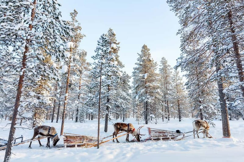 Rovaniemi: Husky Farm and Reindeer Experience - Final call: should you book this tour?