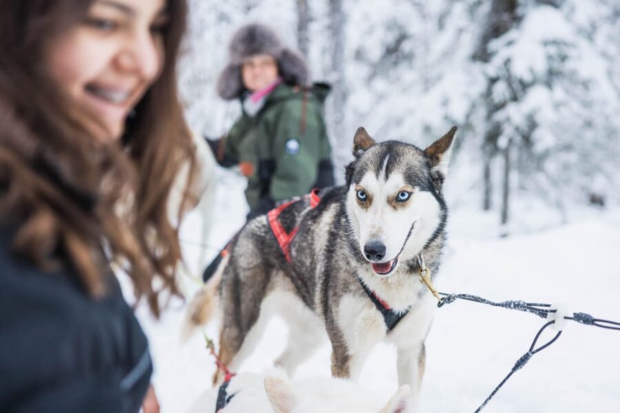 Rovaniemi: Husky Farm Visit with a Sledge Ride - Inside the husky kennel: hugging, warmth, and real mushing life