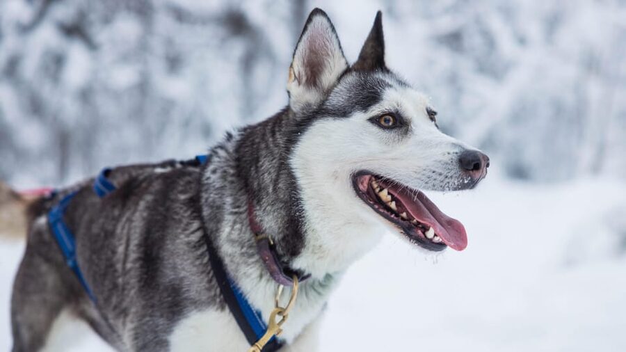 Rovaniemi: Husky Farm Visit with a Sledge Ride - Transfers in Rovaniemi: the part that can change your mood
