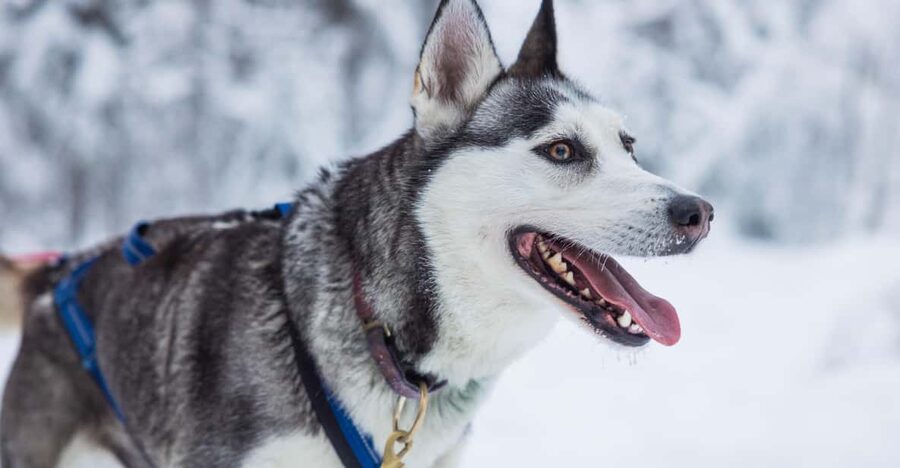 Rovaniemi: Husky Farm Visit with a Sledge Ride - A balanced take: what to watch for before you book