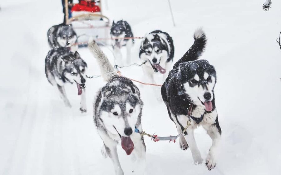 Rovaniemi: Husky Sled Ride and Farm Visit - Key points to know before you go