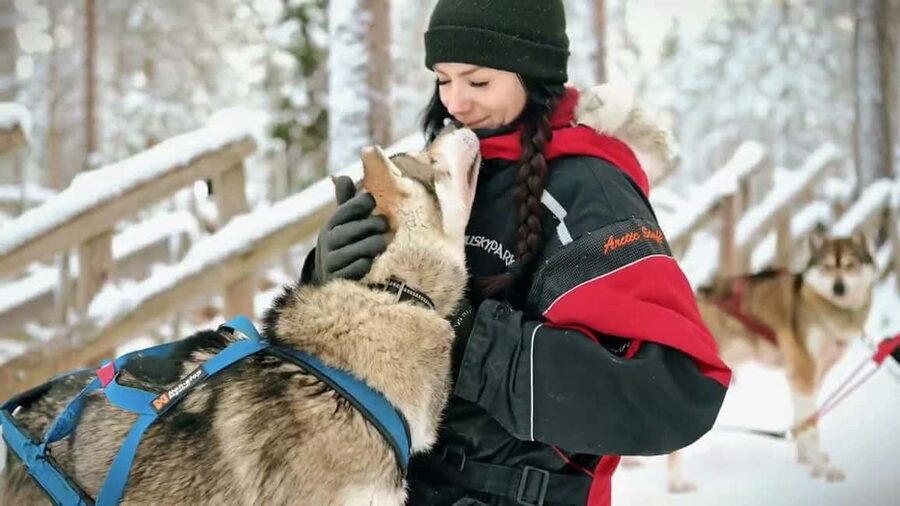 Rovaniemi: Husky Sled Ride and Farm Visit - Group Size, Pacing, and What the Reviews Suggest