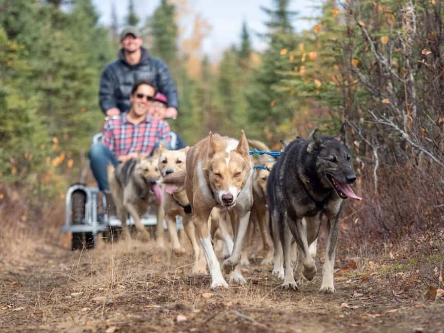 Rovaniemi: Husky Sled Ride and Farm Visit - Who This Tour Fits Best (and Who Might Want a Different Husky Day)
