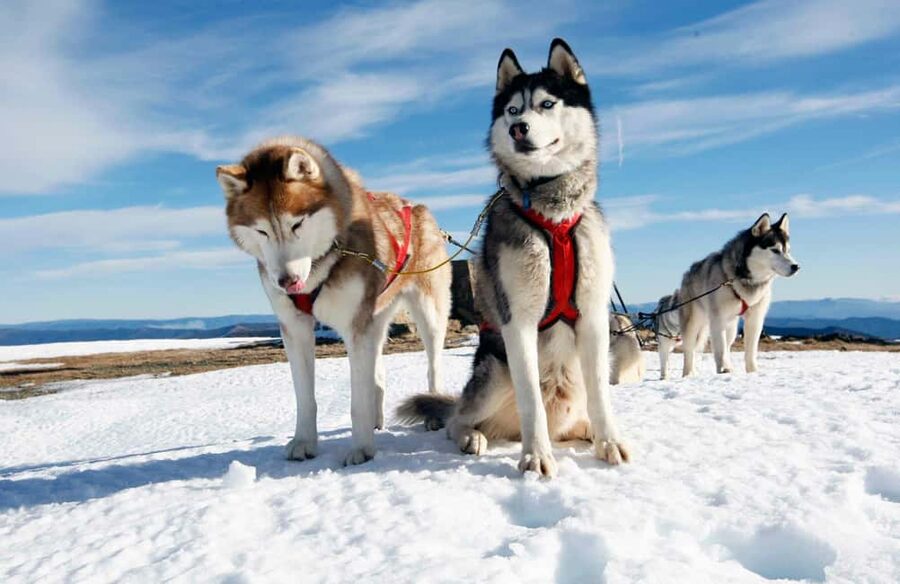 Rovaniemi: Husky Sled Ride and Farm Visit - Practical Tips to Get the Best Experience