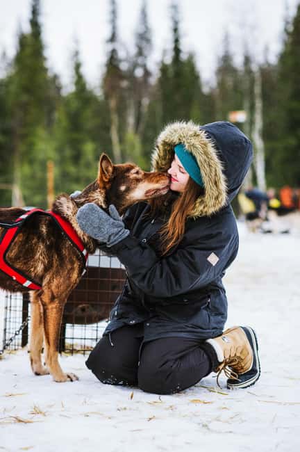Rovaniemi: Husky Sled Ride and Farm Visit - Should You Book This Husky Sled Ride from Rovaniemi?