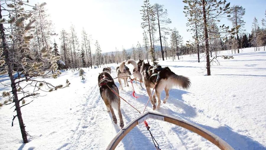 Rovaniemi: Husky Sled Ride and Farm Visit - FAQ