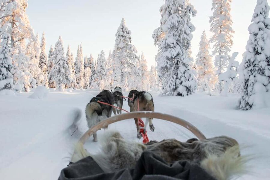 Rovaniemi: Husky Sled Ride and Farm Visit - Getting Picked Up in Rovaniemi (And Why It Matters)