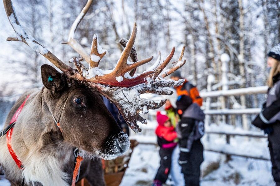 Rovaniemi: Local Reindeer Farm Visit with Sleigh Ride - Key things you’ll notice on this reindeer farm tour