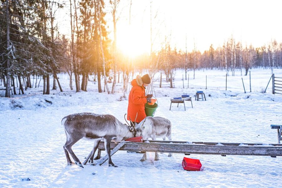 Rovaniemi: Local Reindeer Farm Visit with Sleigh Ride - Why this Rovaniemi reindeer farm ride feels more local