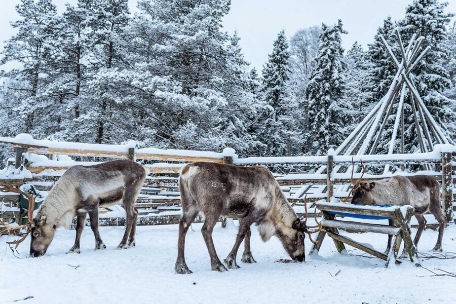 Rovaniemi: Local Reindeer Farm Visit with Sleigh Ride - Meeting the reindeer and learning herding stories in the farm setting