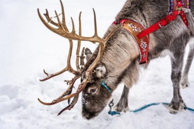 Rovaniemi: Local Reindeer Farm Visit with Sleigh Ride - Getting to the farm: minivan pickup and the 35-minute drive