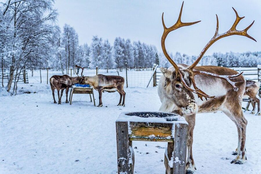 Rovaniemi: Local Reindeer Farm Visit with Sleigh Ride - The professional photo setup: edited gallery delivered later